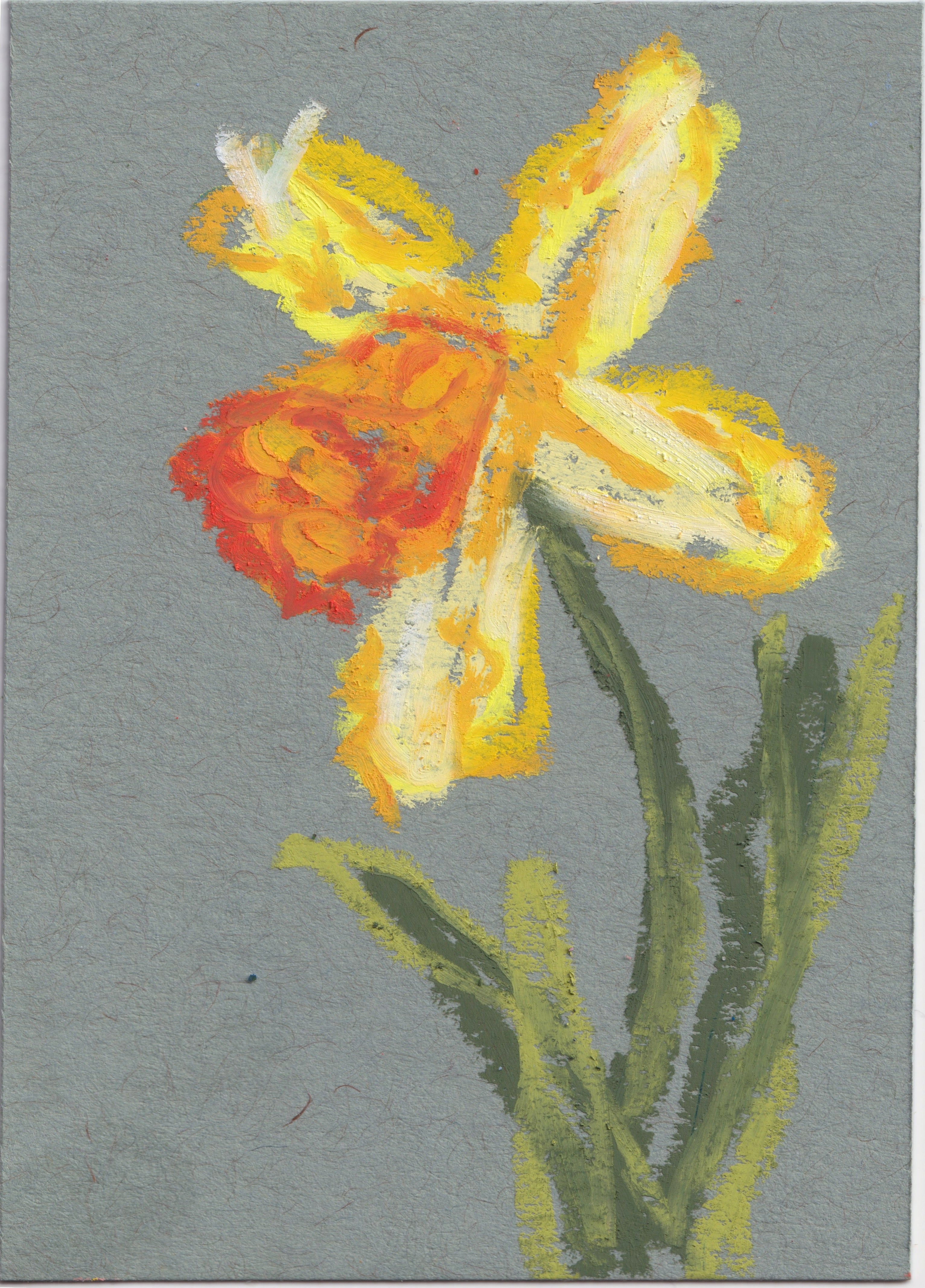 Daffodil